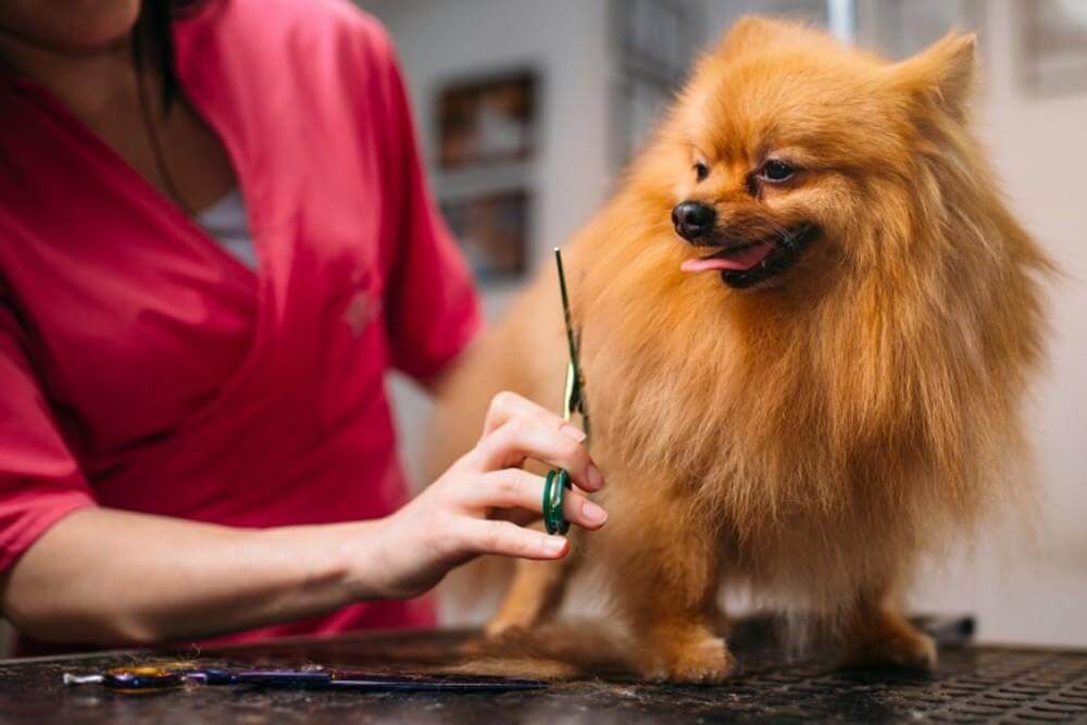 Pomerania toelettatura