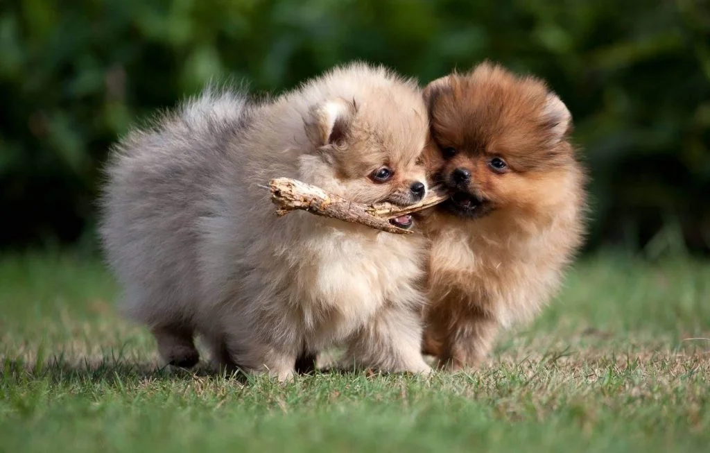 Pomerania Personalità