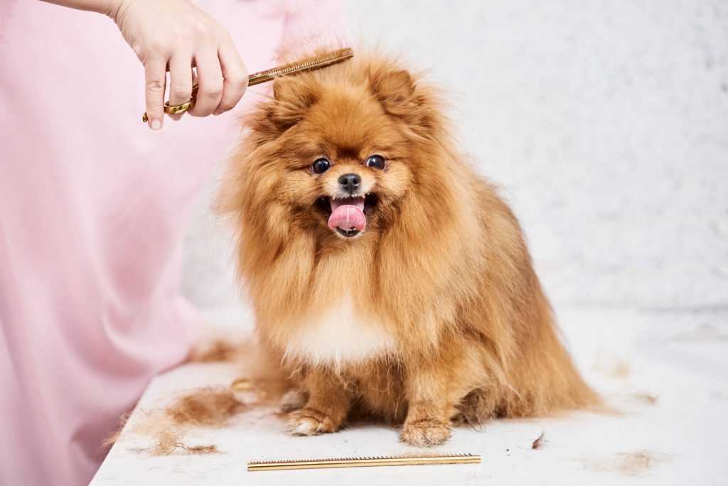 Pomerania toelettatura