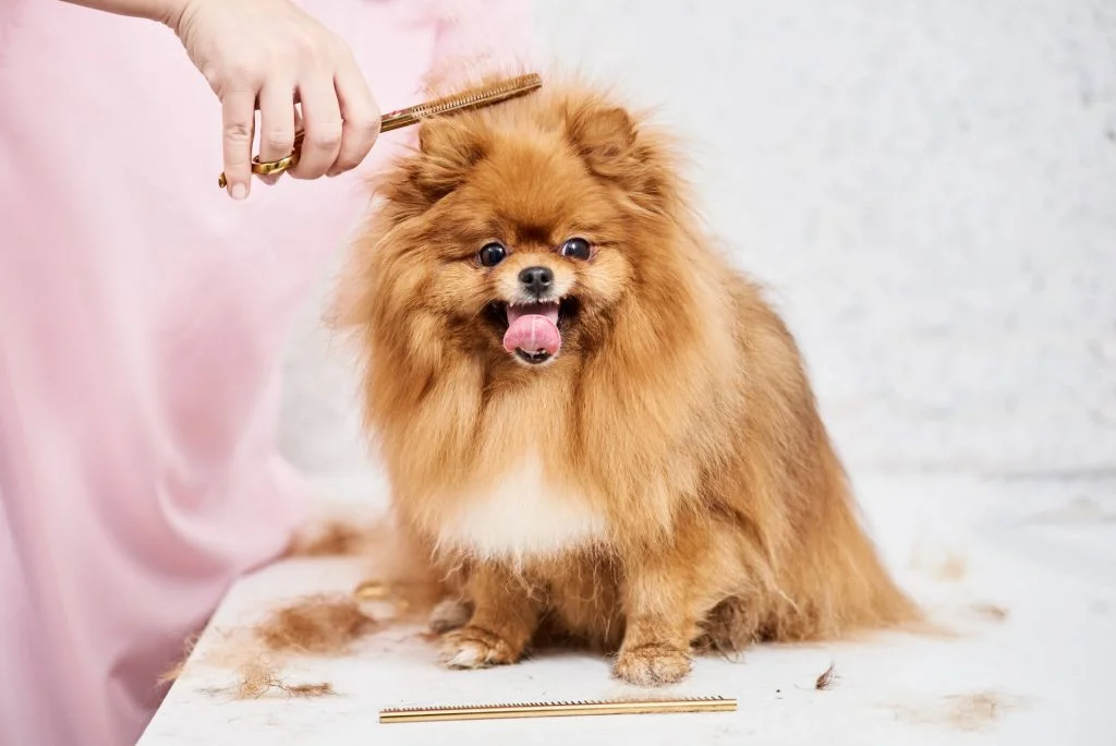 Pomerania toelettatura