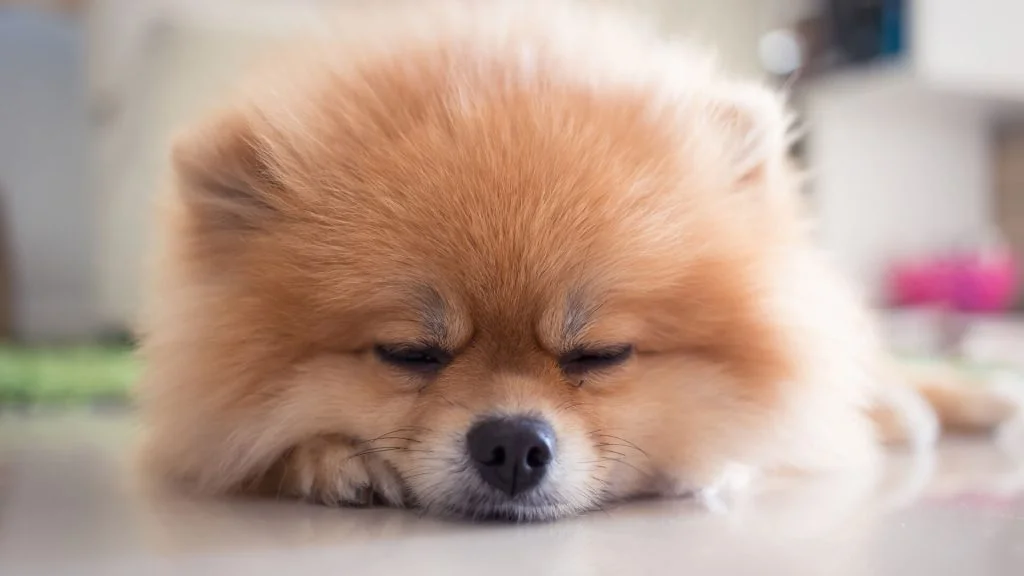 pomeranian