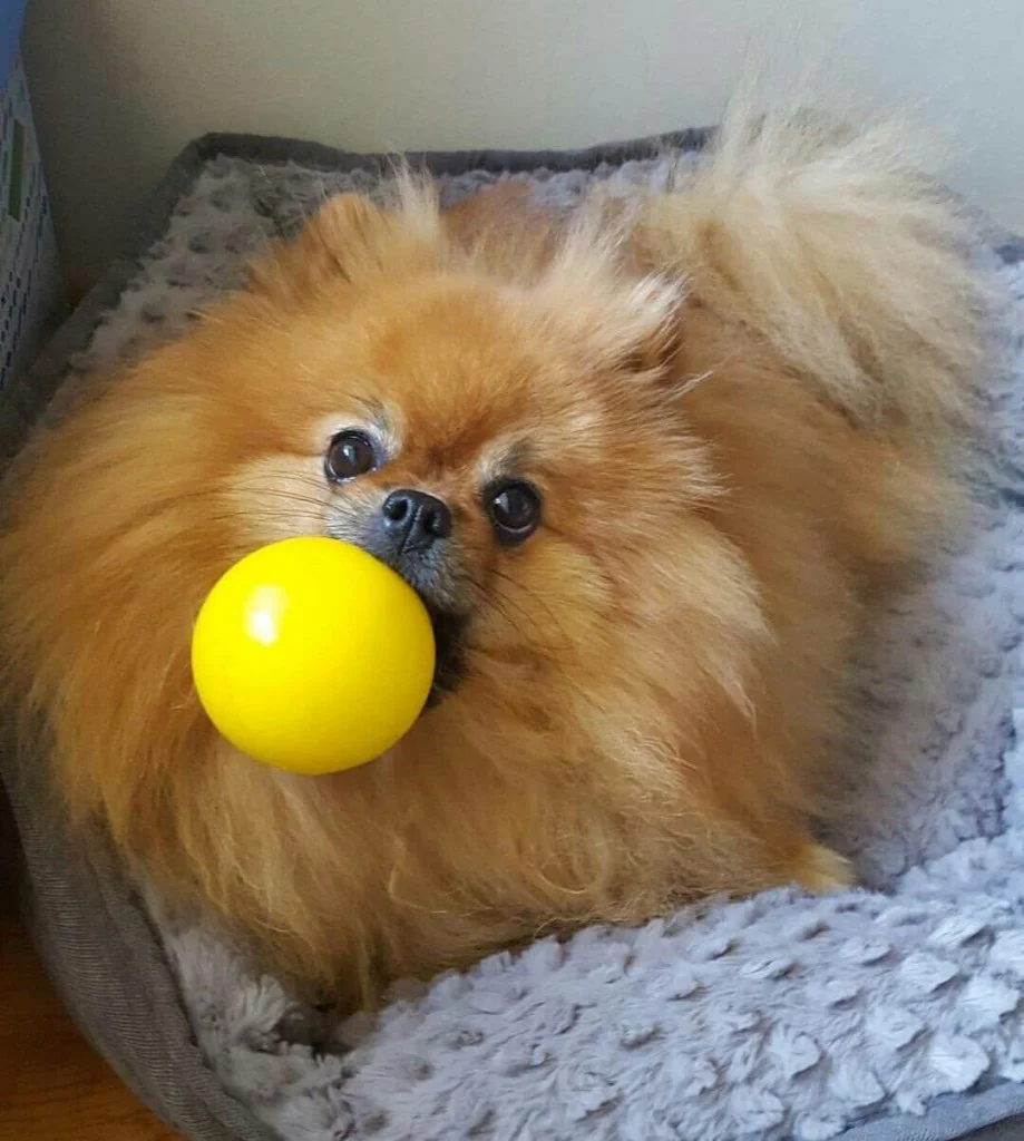 Pomerania Personalità