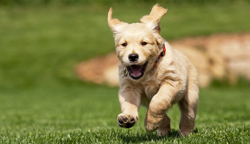 Caratteristiche, caratteristiche e temperamento del Golden Retriever