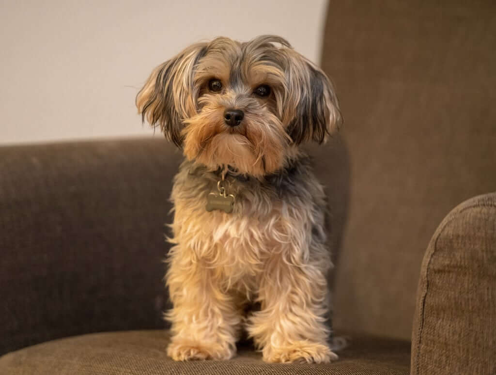 Yorkipoo