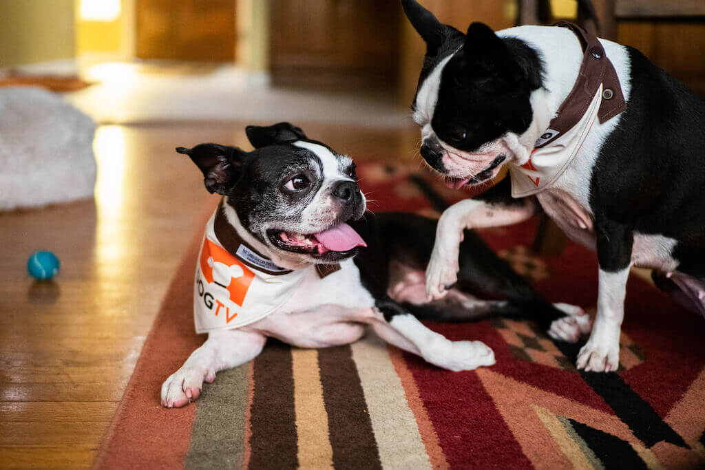 Boston Terrier