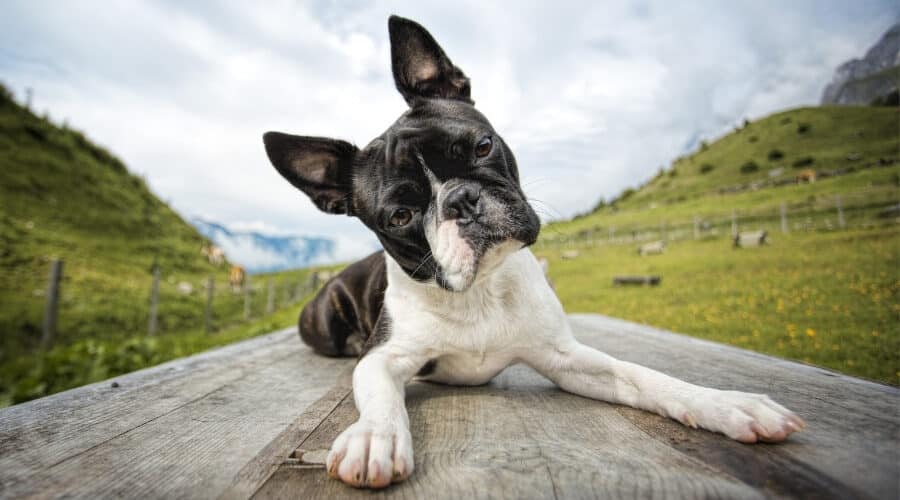 Dieta per Boston Terrier