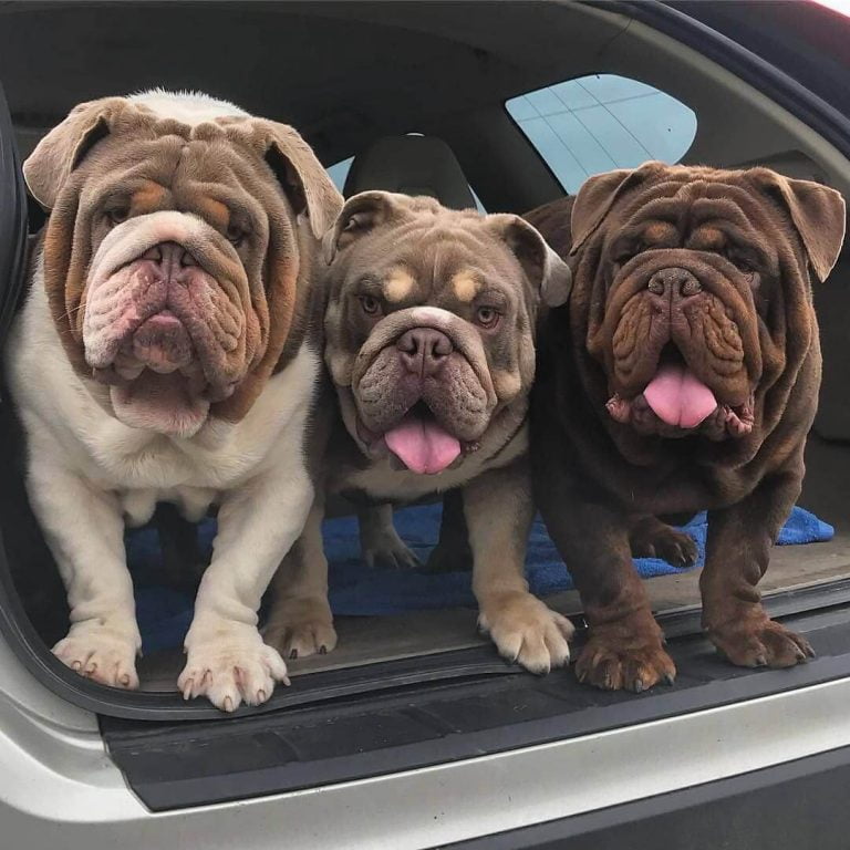Bulldog Inglese