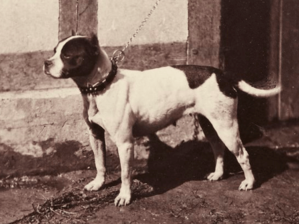 Bulldog Americano History