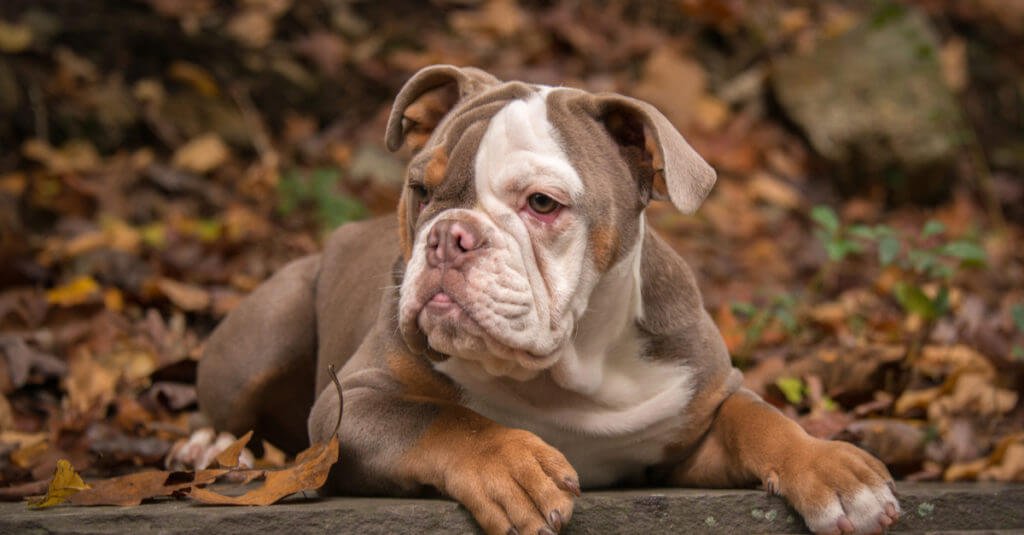 Bulldog Americano