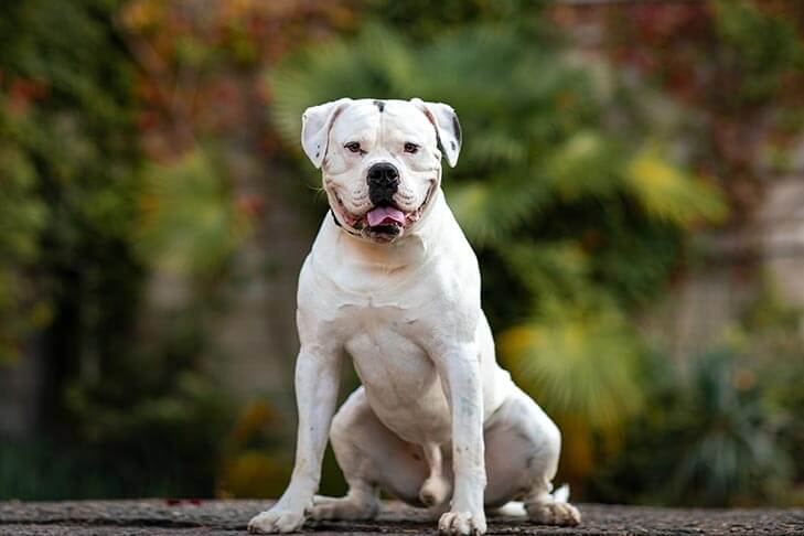 cane di buona razza Bulldog Americano