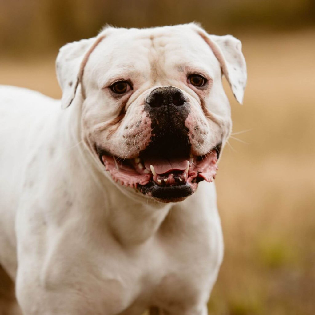 Bulldog Americano Personalità