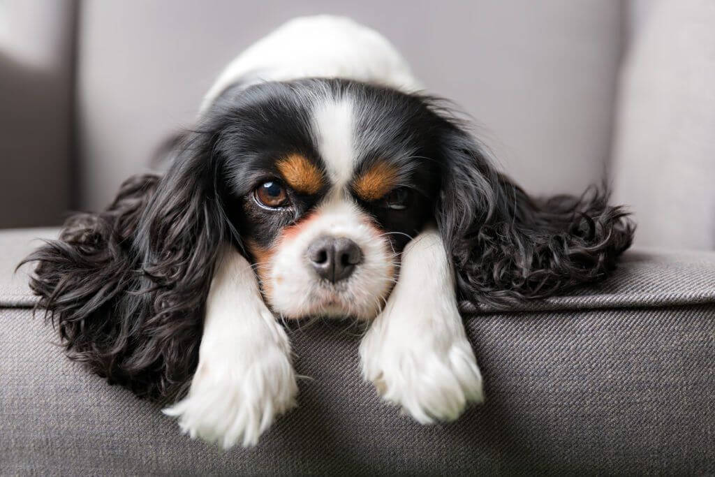 Cavaliere re Carlo Spaniel
