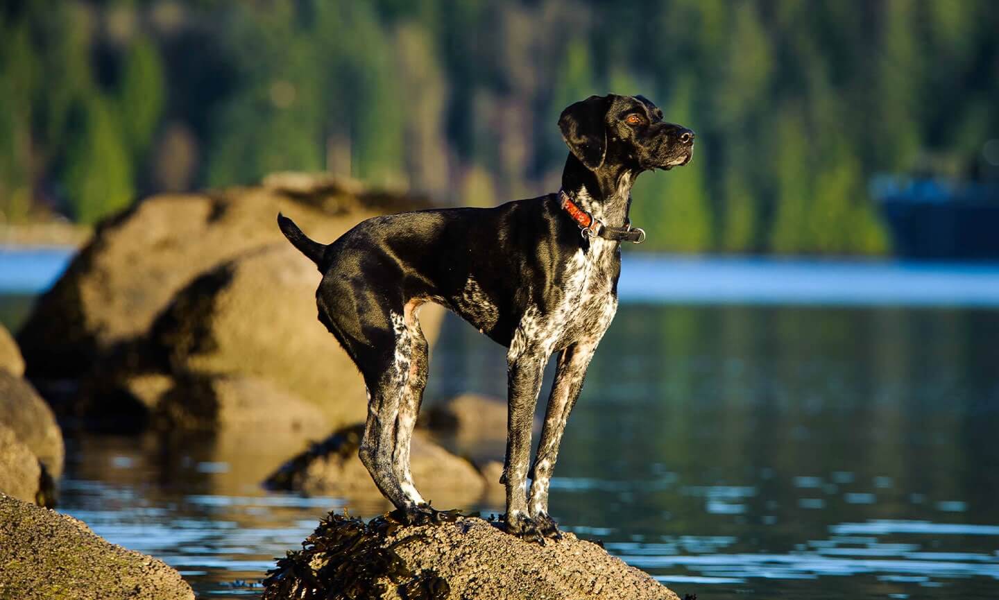 Pointer tedesco a pelo corto in piedi su una roccia