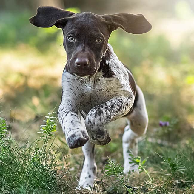 Cucciolo di Pointer tedesco a pelo corto che corre