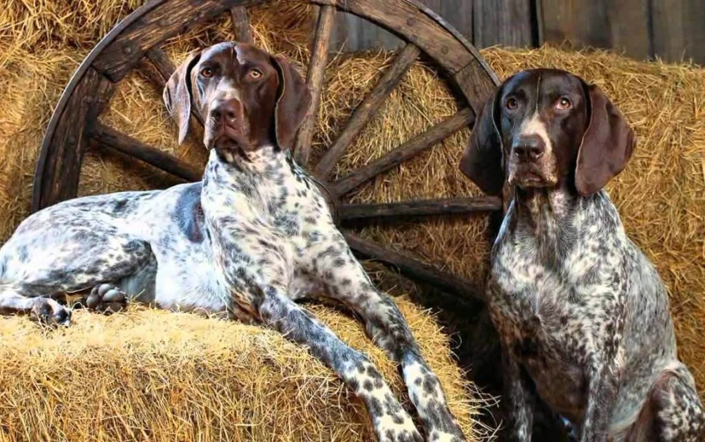 2 cani pointer tedeschi a pelo corto