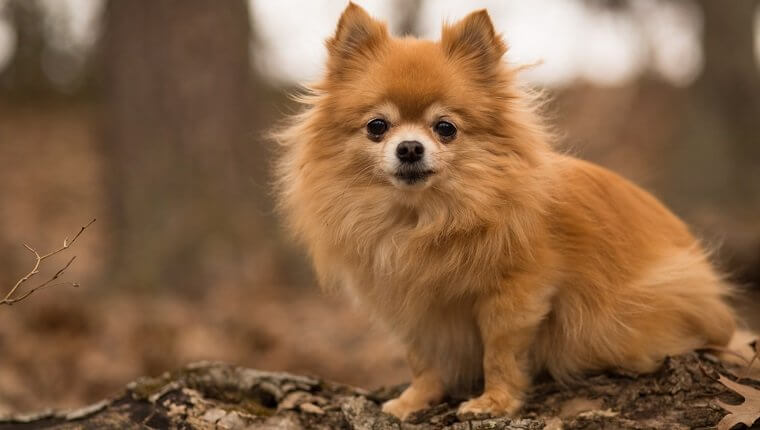 Pomerania