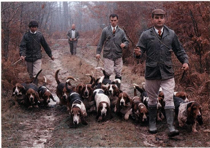 storia del basset hound