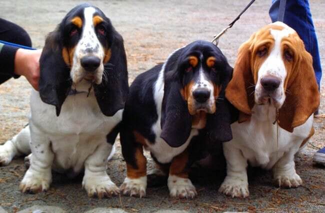 basset hound