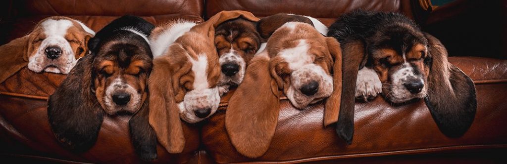 basset hound