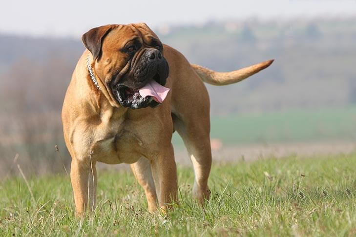 Cani da guardia
