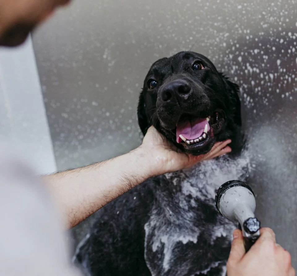 Cura del colore e del pelo e toelettatura del Flat Coated Retriever