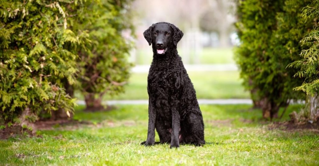 Curly-Coated-Retriever-sitting