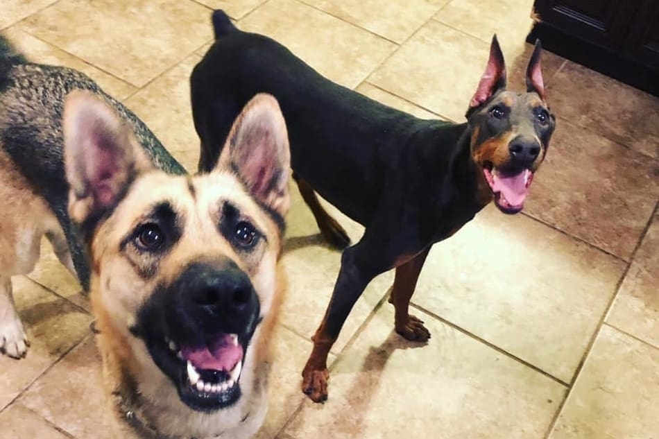 Doberman Comportamento con i bambini e altri animali domestici