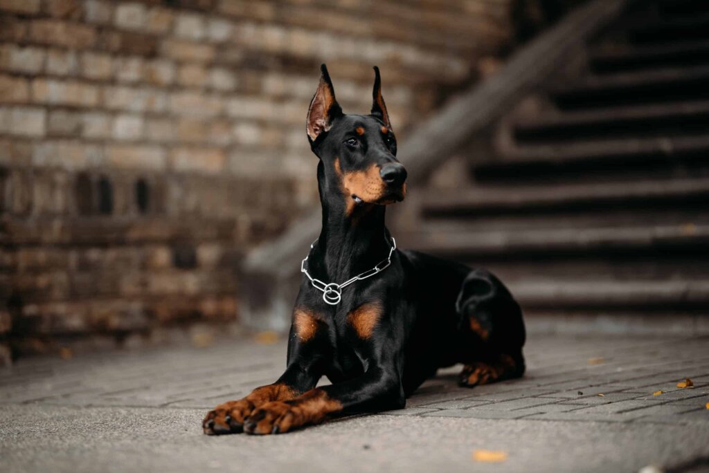 Doberman Personalità