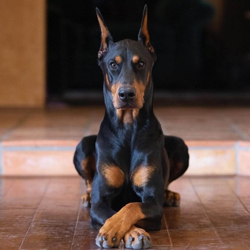 Doberman Pinscher