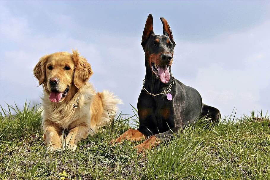 Doberman Comportamento con i bambini e altri animali domestici