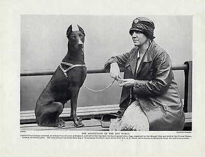 Dobermann storia