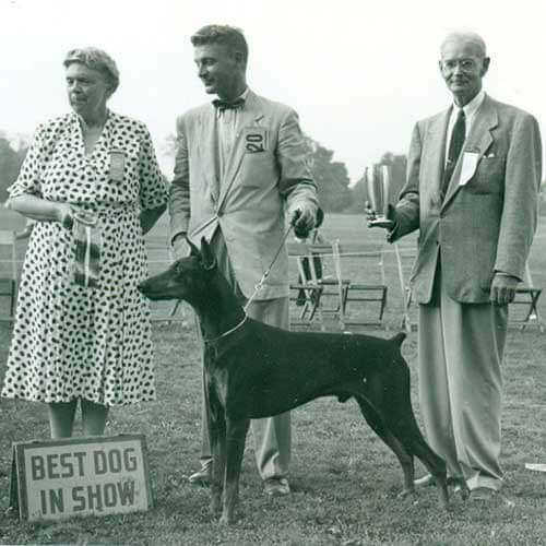 Dobermann storia