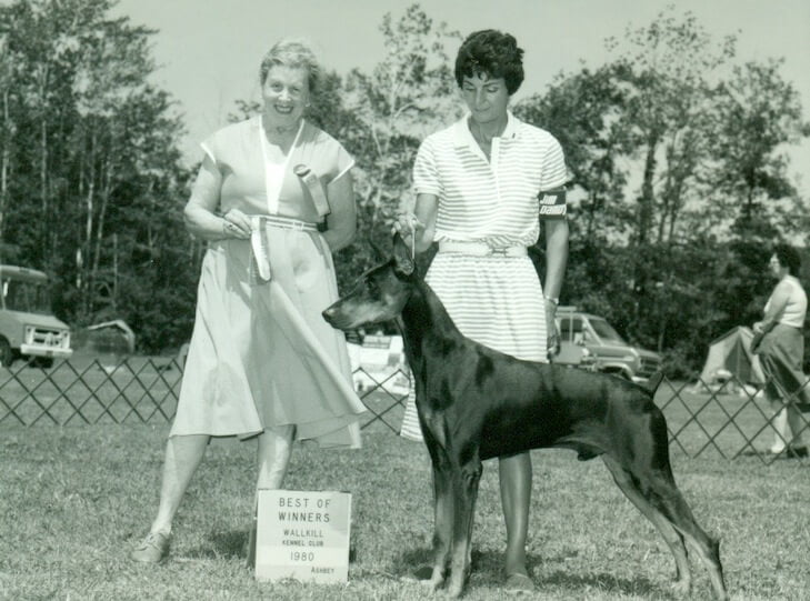 Doberman-Pinscher storia