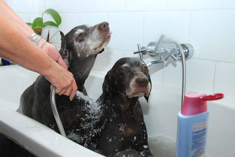 German shorthaired Colore del pelo e toelettatura del cane Pointer tedesco a pelo corto 1