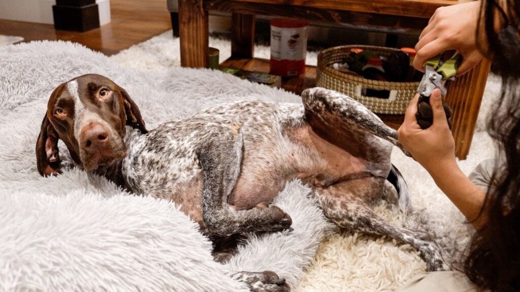 German shorthaired Colore del pelo e toelettatura del cane Pointer tedesco a pelo corto