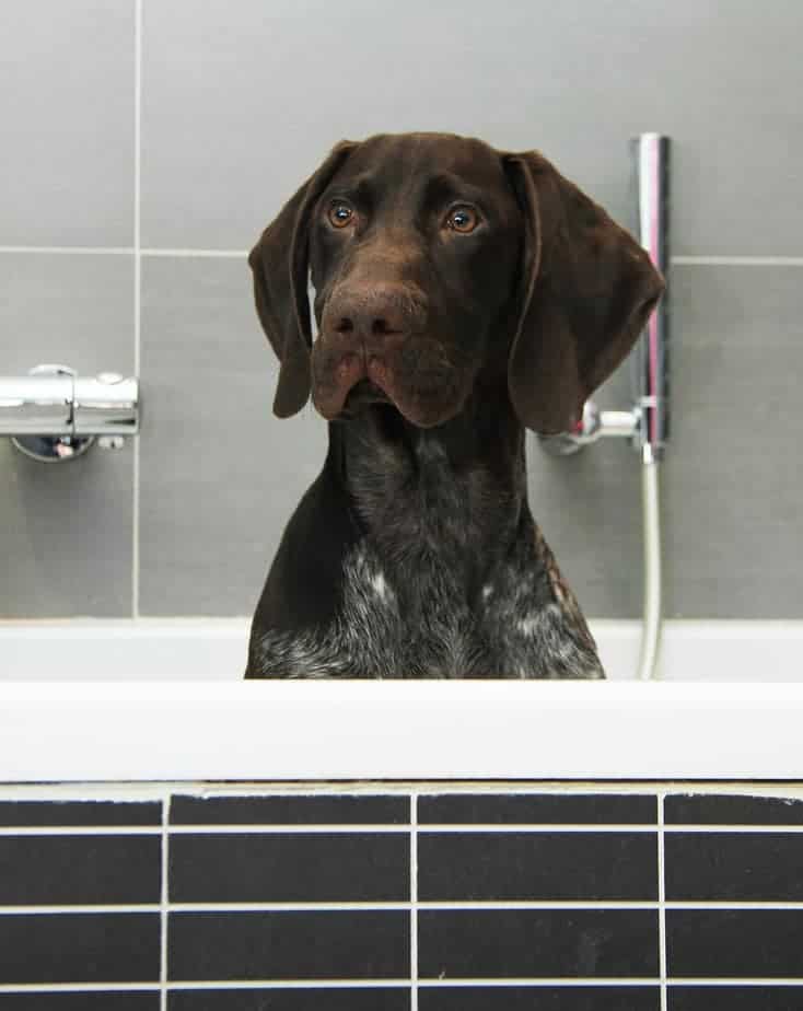 German shorthaired Colore del pelo e toelettatura del cane Pointer tedesco a pelo corto 2