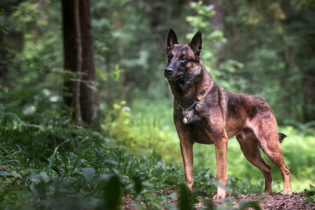 Pastore Belga Malinois - Leggi tutti i fatti e i prezzi dei cuccioli