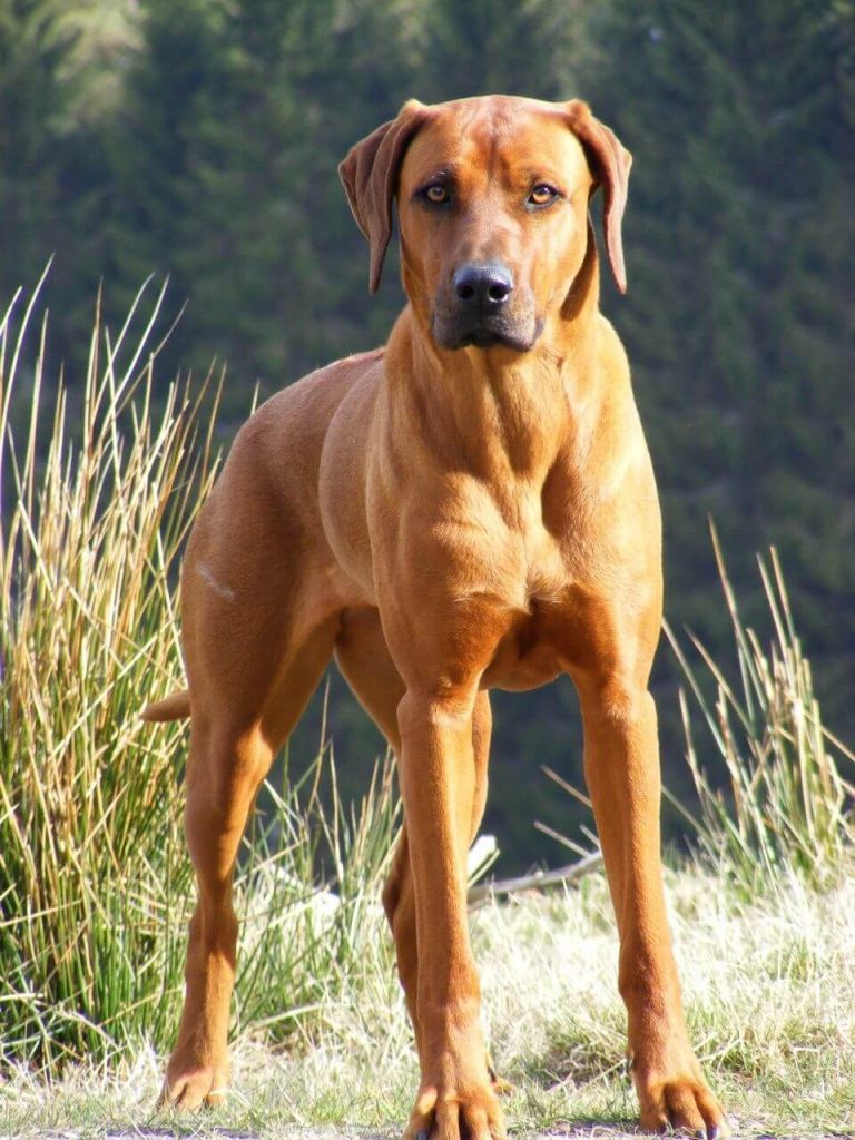 Personalità del Rhodesian Ridgeback