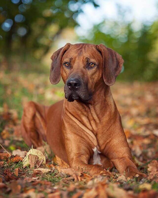 Personalità del Rhodesian Ridgeback