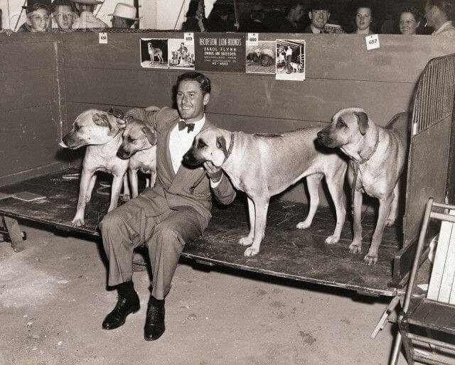 Storia e origine del cane Rhodesian Ridgeback