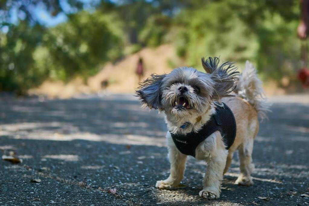 Shih Tzu