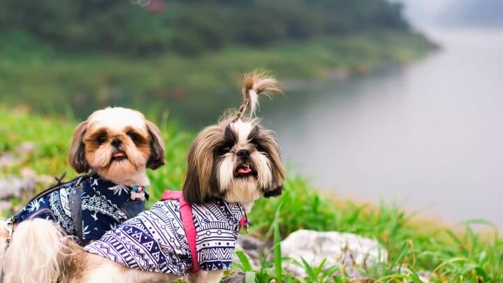 Mantenere la buona salute dei cani di razza Shih Tzu