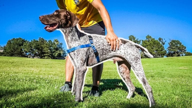 Tedesco-a-pelo-corto