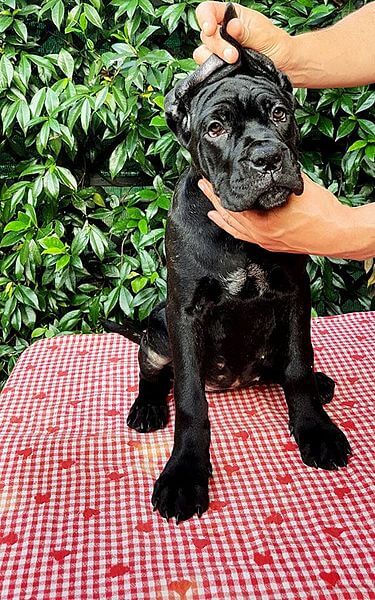 toelettatura del cane corso