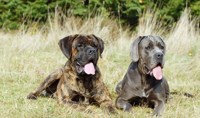 toelettatura del cane corso