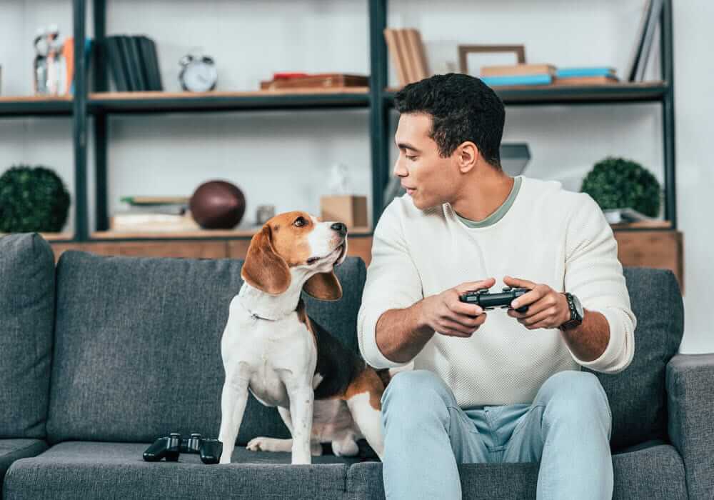 migliori cani da appartamento