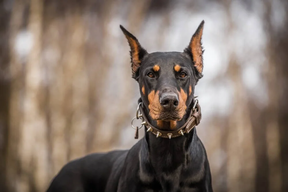 Migliori Cani da guardia