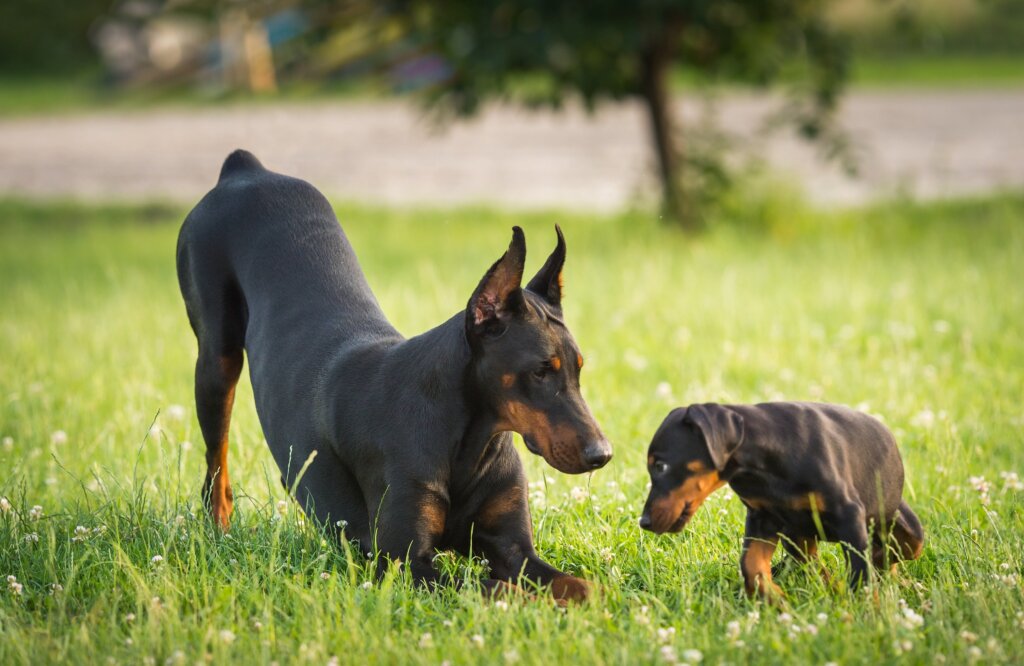 Doberman-pinscher Formazione