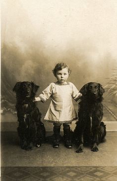 Flat coated retriever