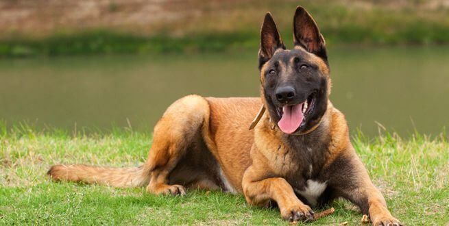 Personalità del cane da pastore belga Malinois
